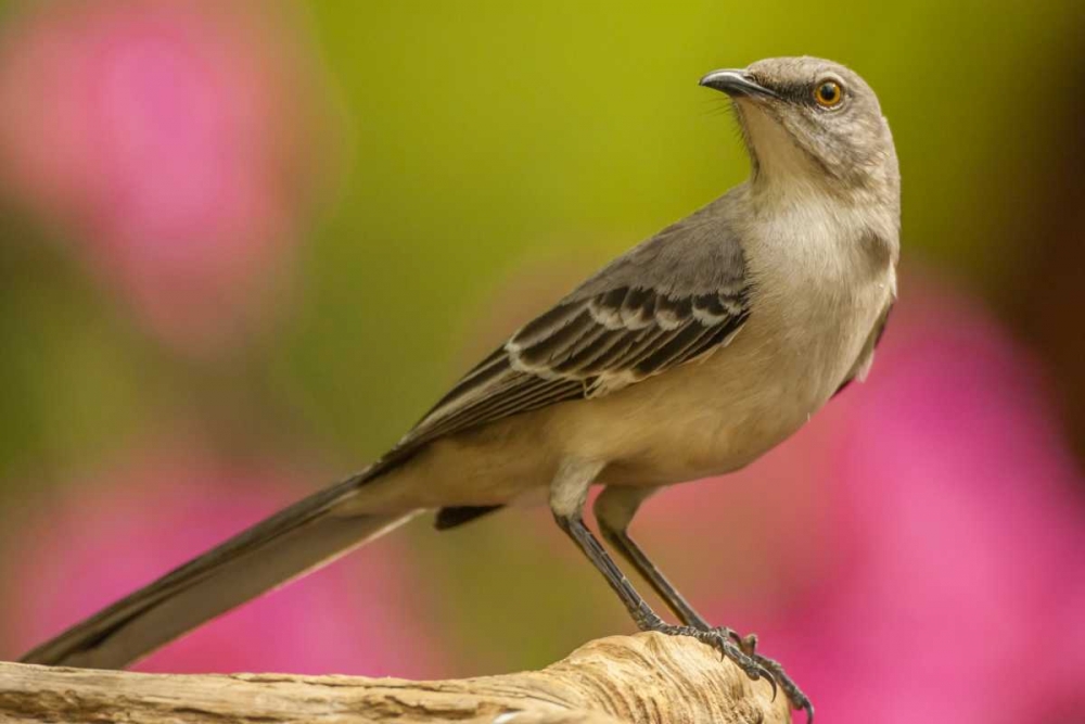 North Carolina, Guilford County Mockingbird
